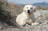 GOLDEN RETRIEVER 443